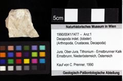 Foto (Objket + Etiketten) von Goniodromites sp. 